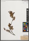 Foto von Salix myrtilloides L.